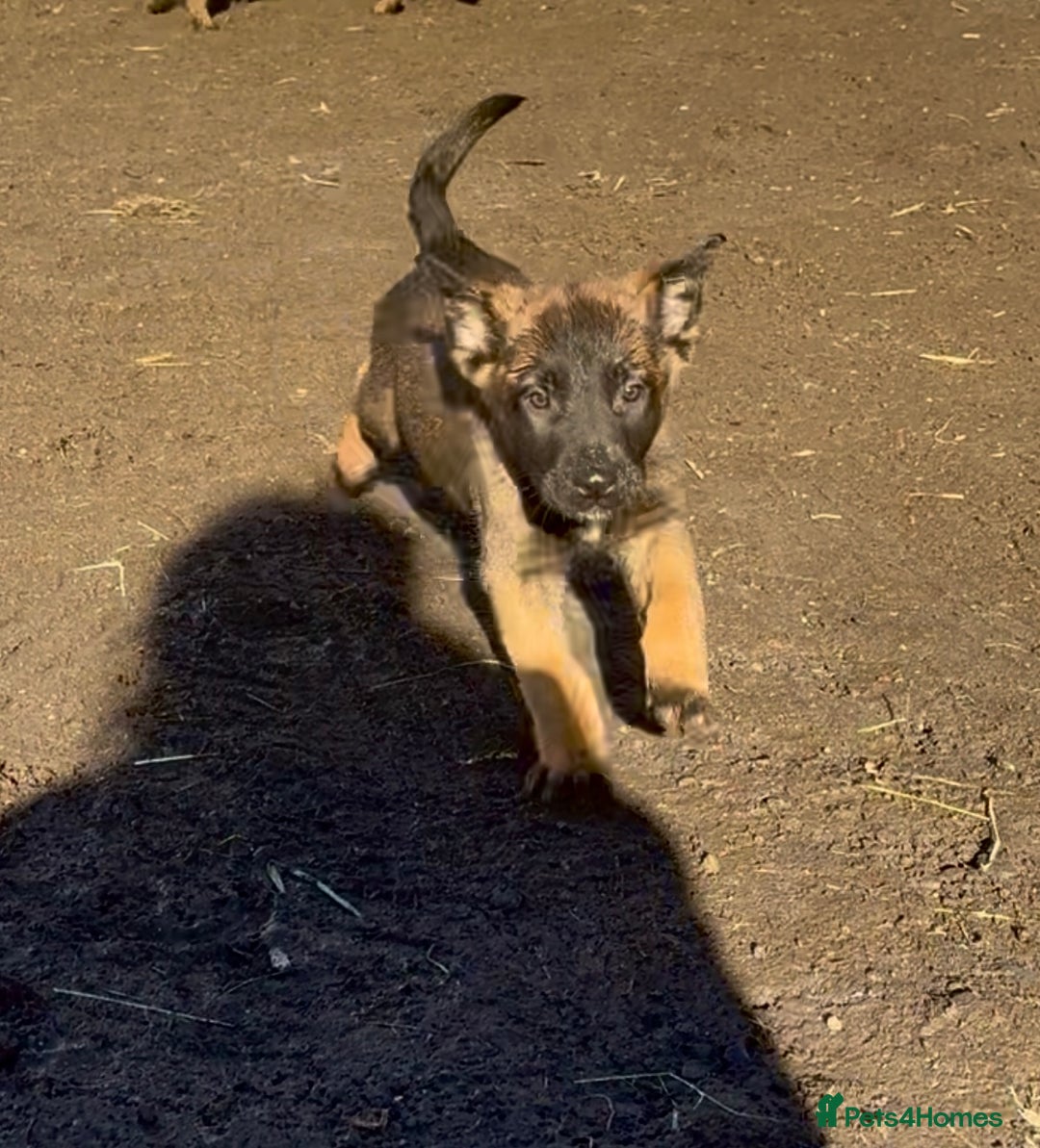 Belgian Shepherd Dog dogs for sale: Skye x Nines last litter ever! Now Reduced 2 left! - Advert 18