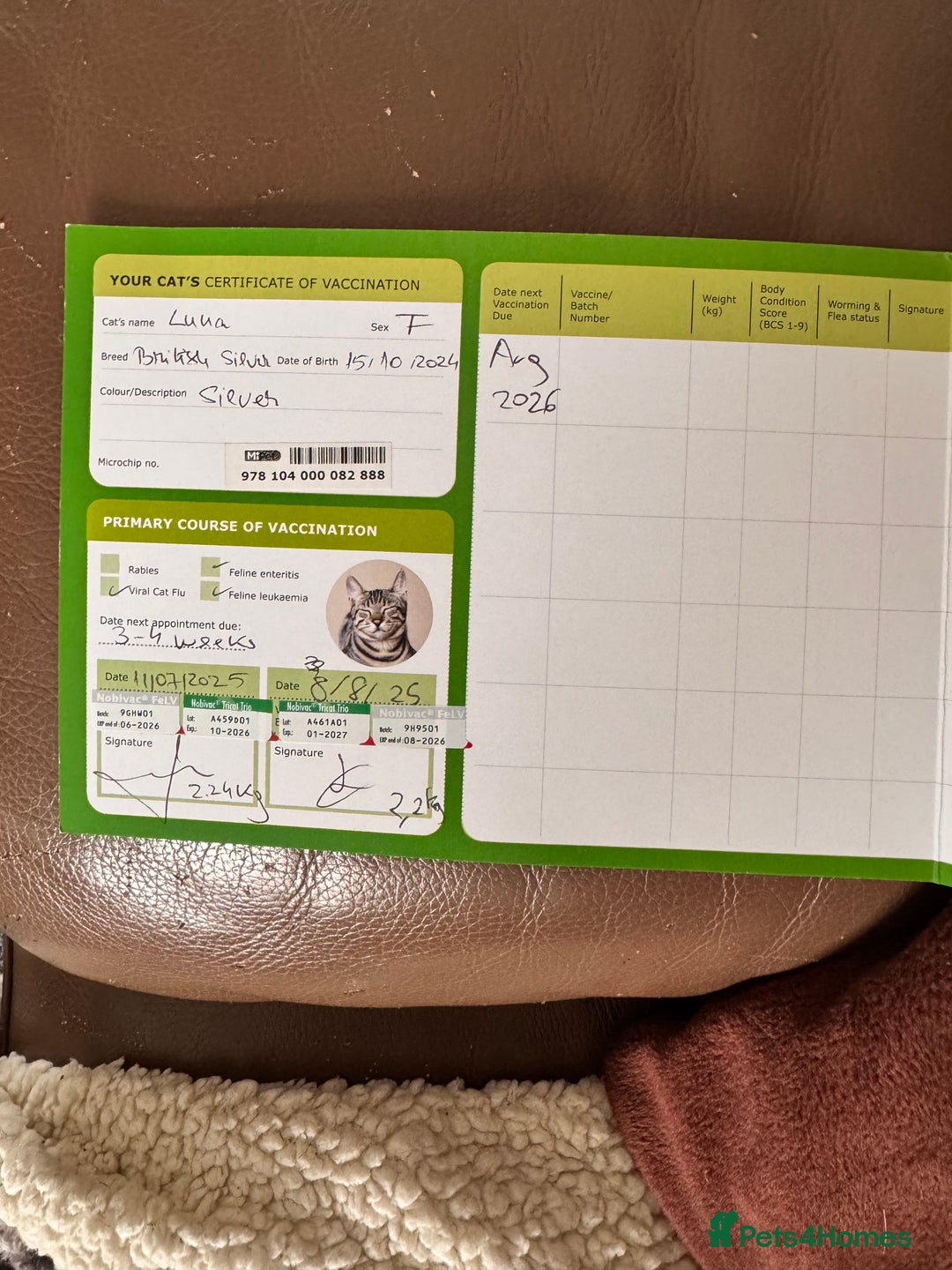 British Shorthair cats for sale: Luna looking for a lovely new family - Advert 9