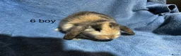 Dwarf Lop rabbits for sale: Baby Mini x dwarf lop rabbits  - Advert 6