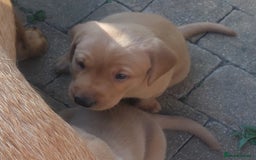 Labrador Retriever dogs for sale: Fox red lab pups - Image 4