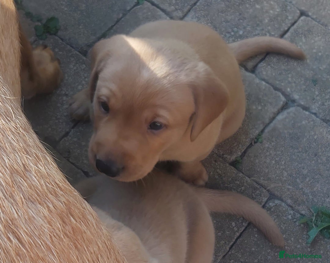 Labrador Retriever dogs for sale: Fox red lab pups - Image 4
