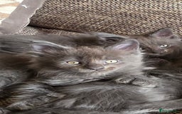 Maine Coon cats for sale: Maine coon pedigree kittens  - Image 3