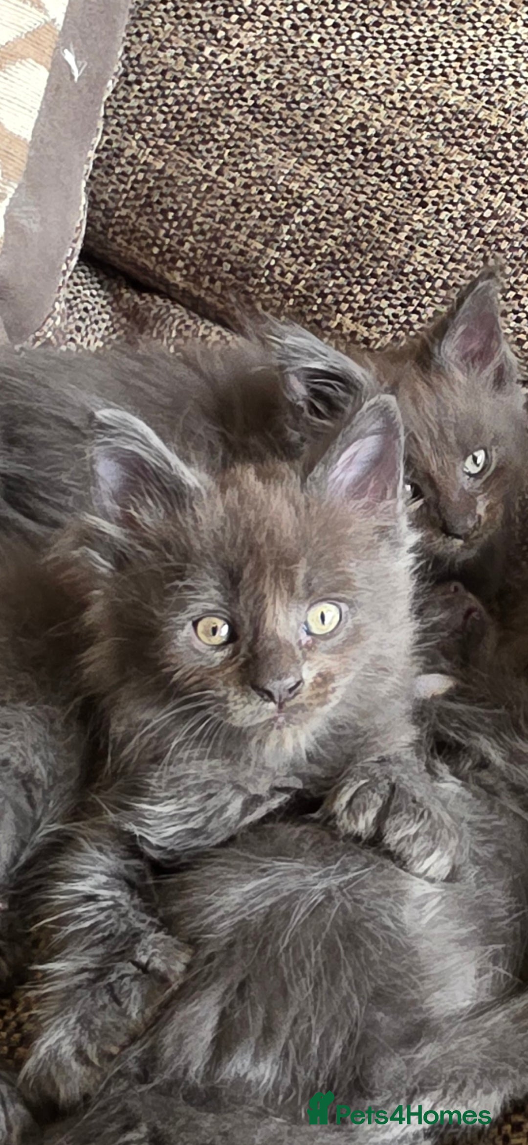 Maine Coon cats for sale: Maine coon pedigree kittens  - Image 3
