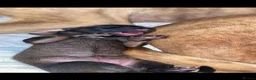 Lurcher dogs for sale: Stunning lurcher puppies in Glasgow - Advert 3