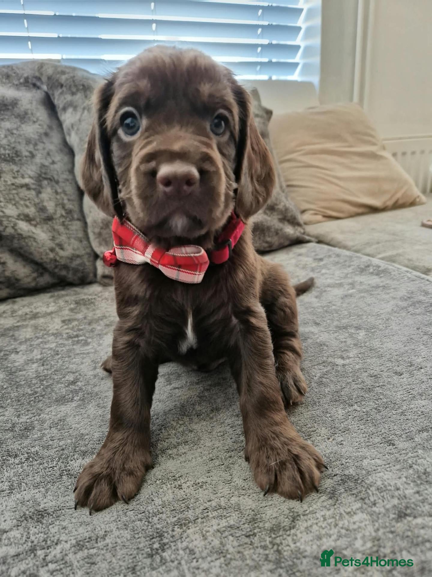 Cockapoo dogs Beautiful Cockapoo puppies - Advert 1