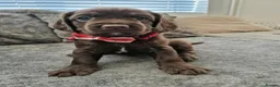 Cockapoo dogs for sale: Beautiful Cockapoo puppies - Advert 1
