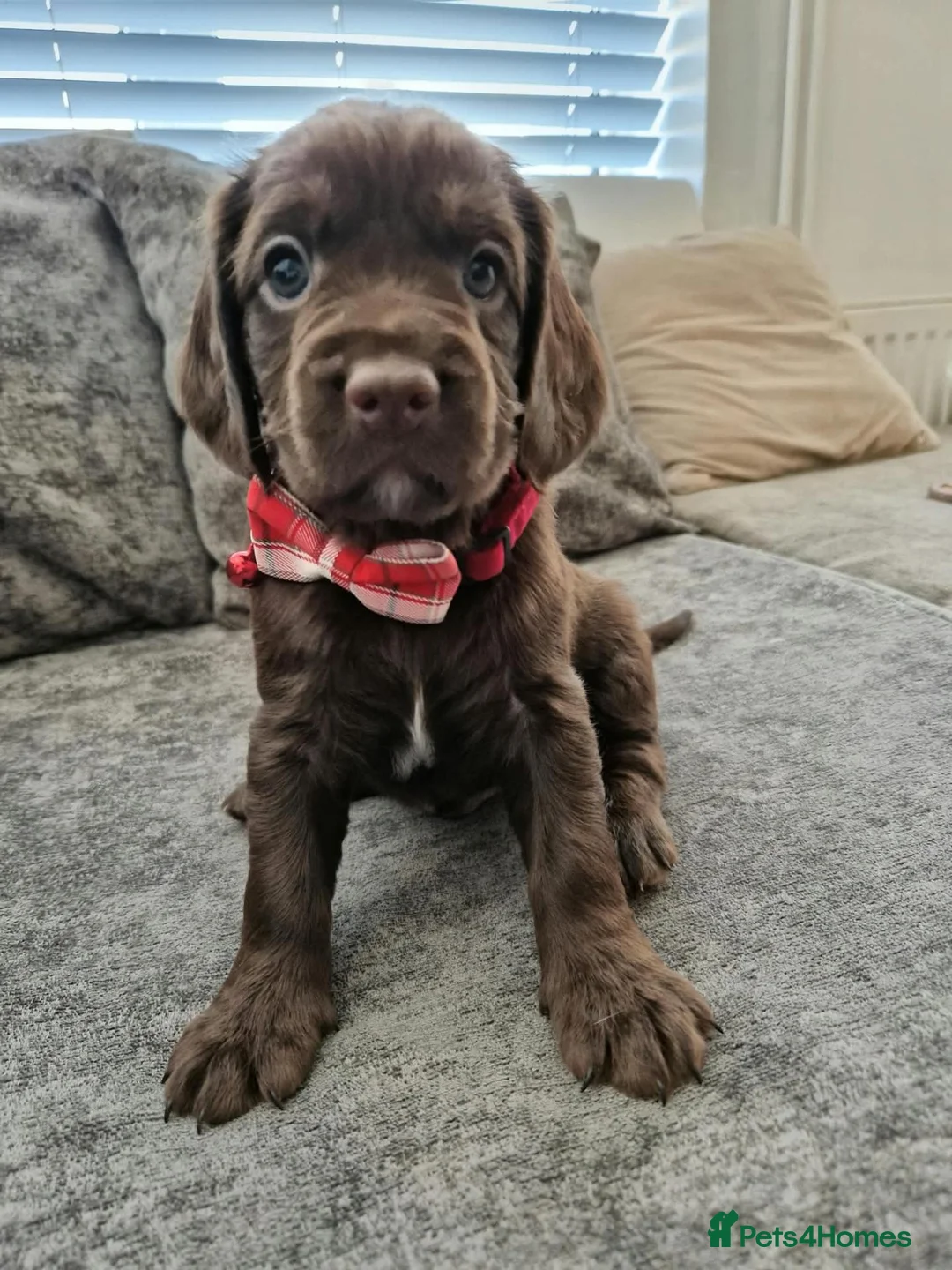 Cockapoo dogs for sale: Beautiful Cockapoo puppies - Advert 1