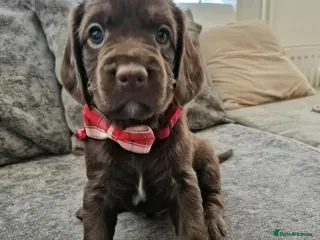 Cockapoo dogs Beautiful Cockapoo puppies - Advert 1