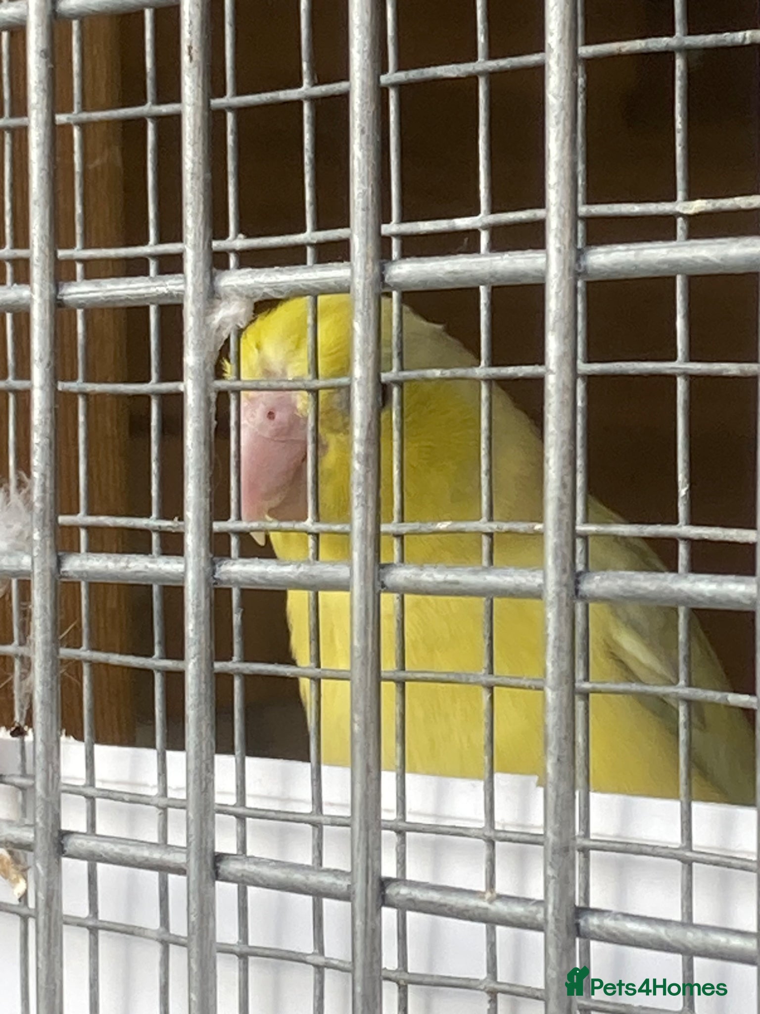Parakeets birds for sale: Female Parrotlet  - Advert 1