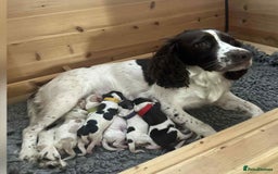 Sprocker dogs for sale: 🐶 Beautiful 9 weeks old Sprocker  - Image 4