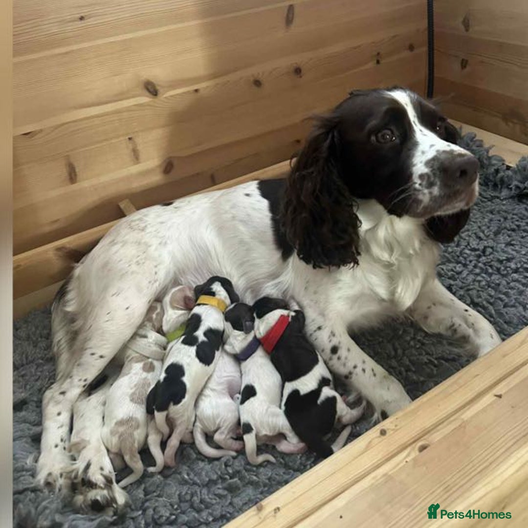 Sprocker dogs for sale: 🐶 Beautiful 9 weeks old Sprocker  - Image 4