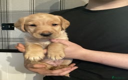 Labrador Retriever dogs for sale: LABRADOR PUPPIES  - Image 5