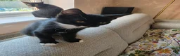 Mixed Breed cats for sale: Black and white male kitten - Advert 4