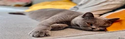 British Shorthair cats for sale: Ashiya - 4 year old pedigree British Shorthair - Advert 3