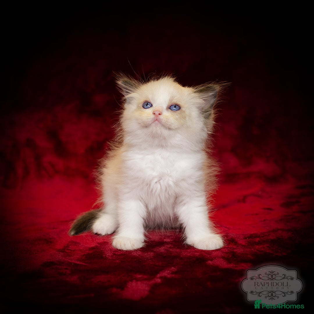 Ragdoll cats for sale: Ragdoll Bicolor Kitten Girl LSCB TICA - Advert 4