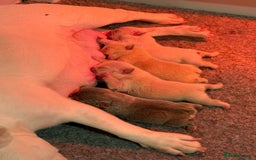 French Bulldog dogs for sale: French Bulldog Puppies - Advert 14