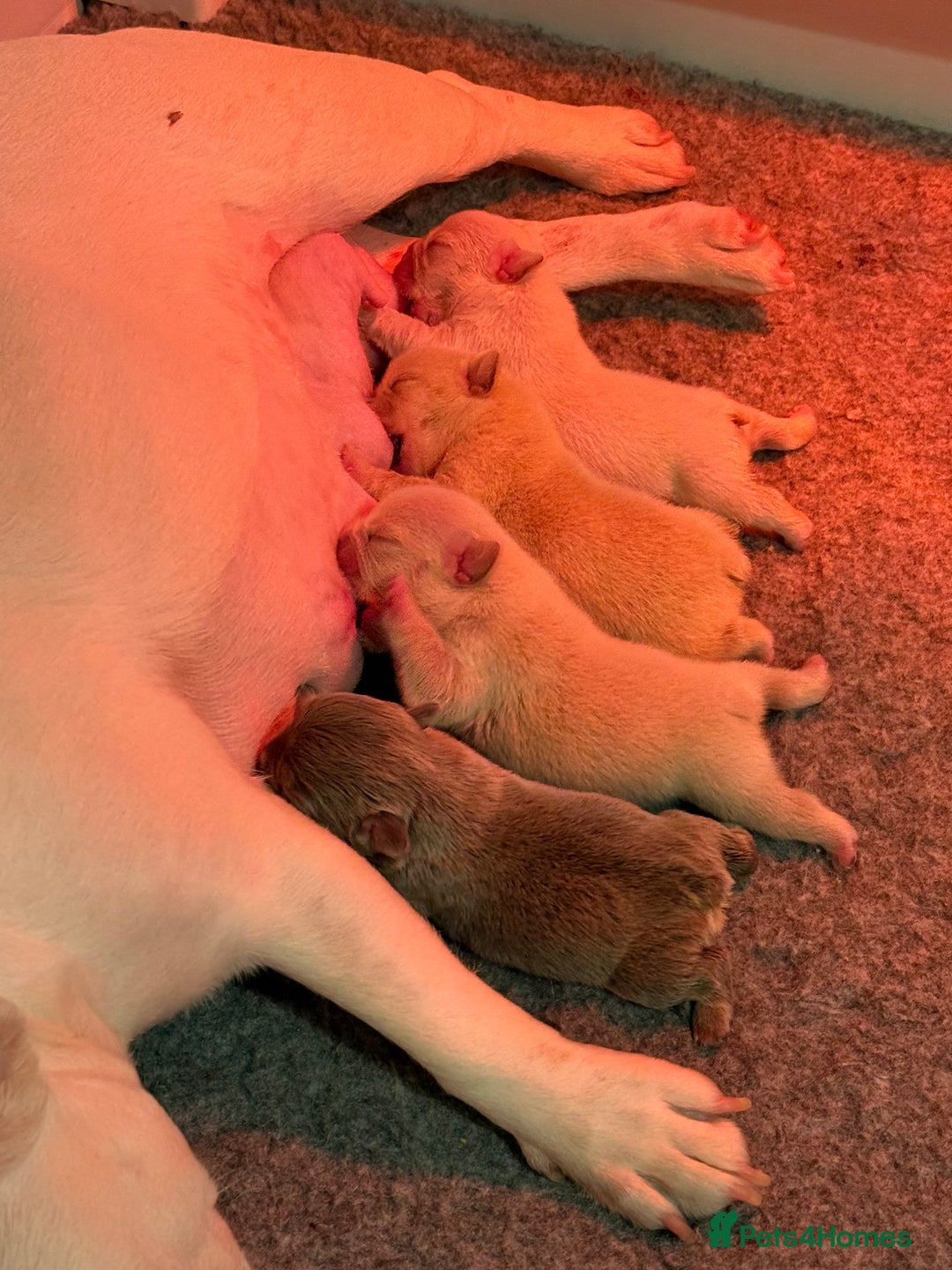 French Bulldog dogs for sale: French Bulldog Puppies - Advert 14