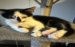 Domestic Shorthair cats for sale: Playful domestic shorthair kitten  - Image 3