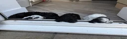 Mixed Breed dogs for sale: Jackapoo puppies  in Luton - Advert 22