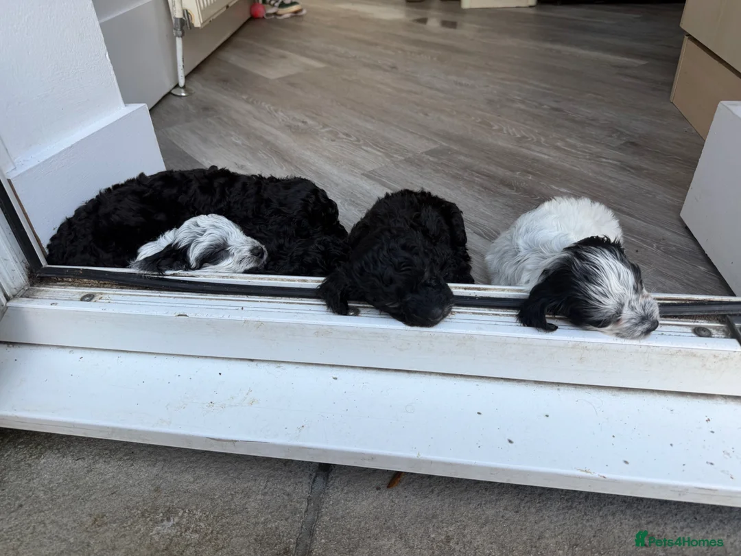 Mixed Breed dogs for sale: Jackapoo puppies  in Luton - Advert 22