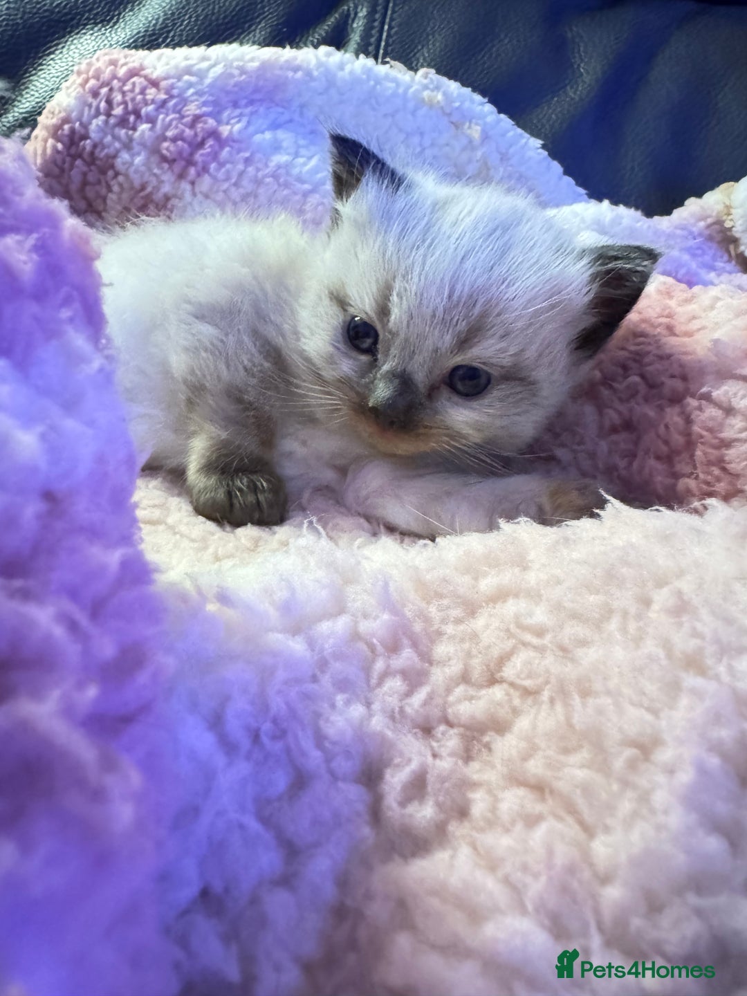 Ragdoll cats for sale: 1 beautiful  boy seal point ragdoll kitten   - Advert 4