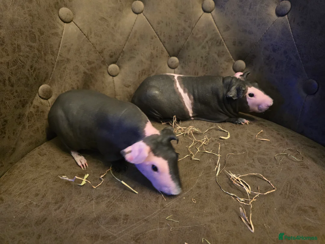 Guinea Pig rodents for sale: 2 skinny pig females 14 months old beautiful - Advert 8