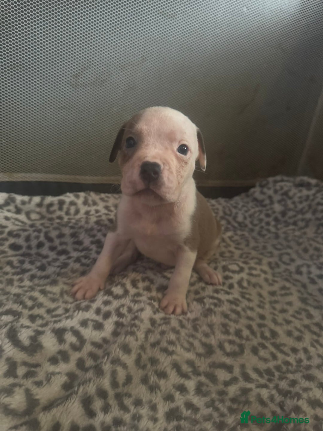 American Bull Staffy dogs for sale: American staffie puppies - Advert 4