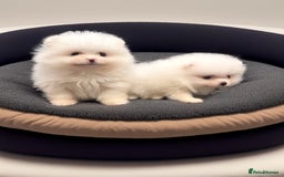 Pomeranian dogs for sale: KC Reg Show Quality Teddy Face - Image 5