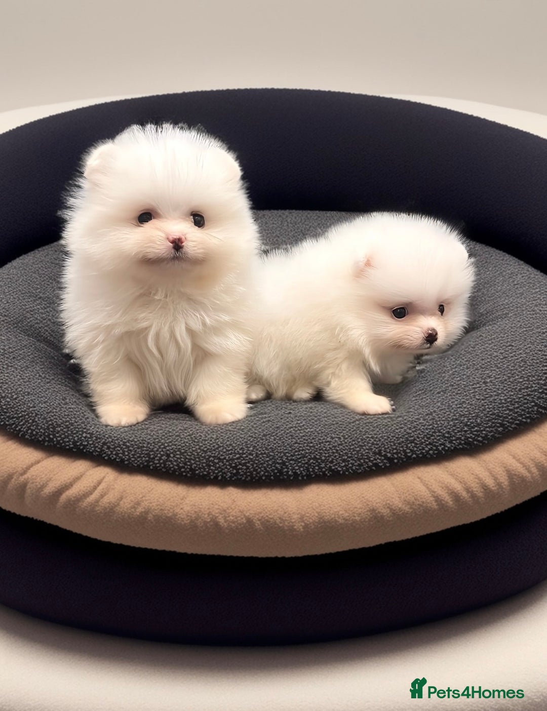 Pomeranian dogs for sale: KC Reg Show Quality Teddy Face - Image 5