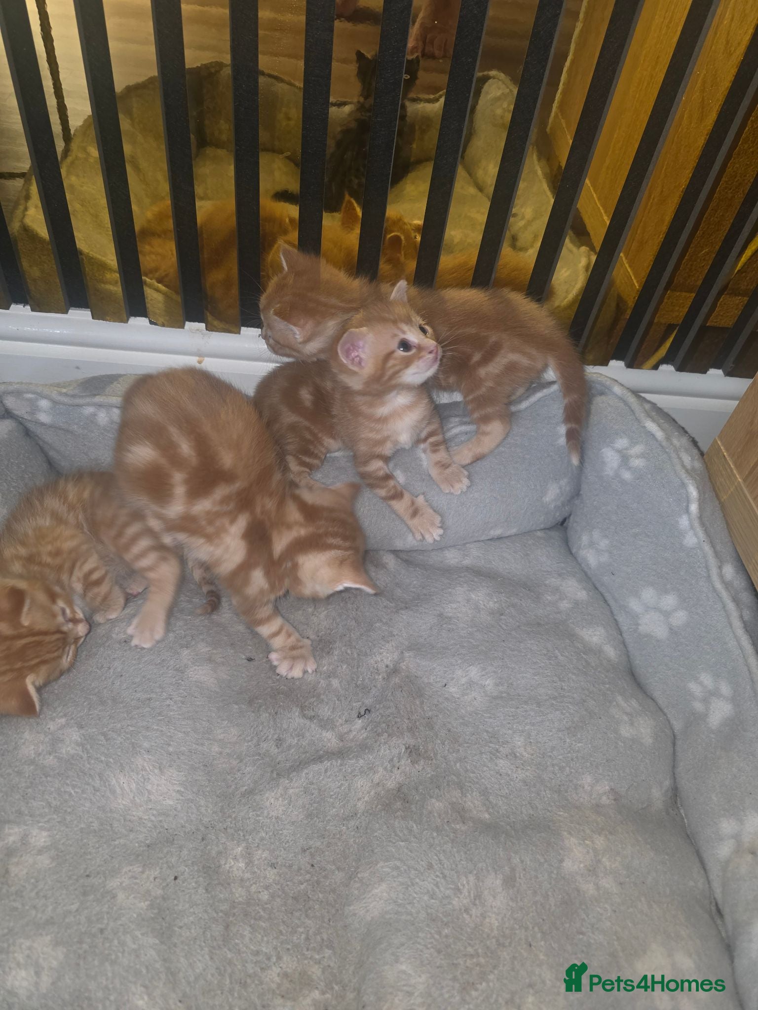Mixed Breed cats Ginger kittens - Advert 12