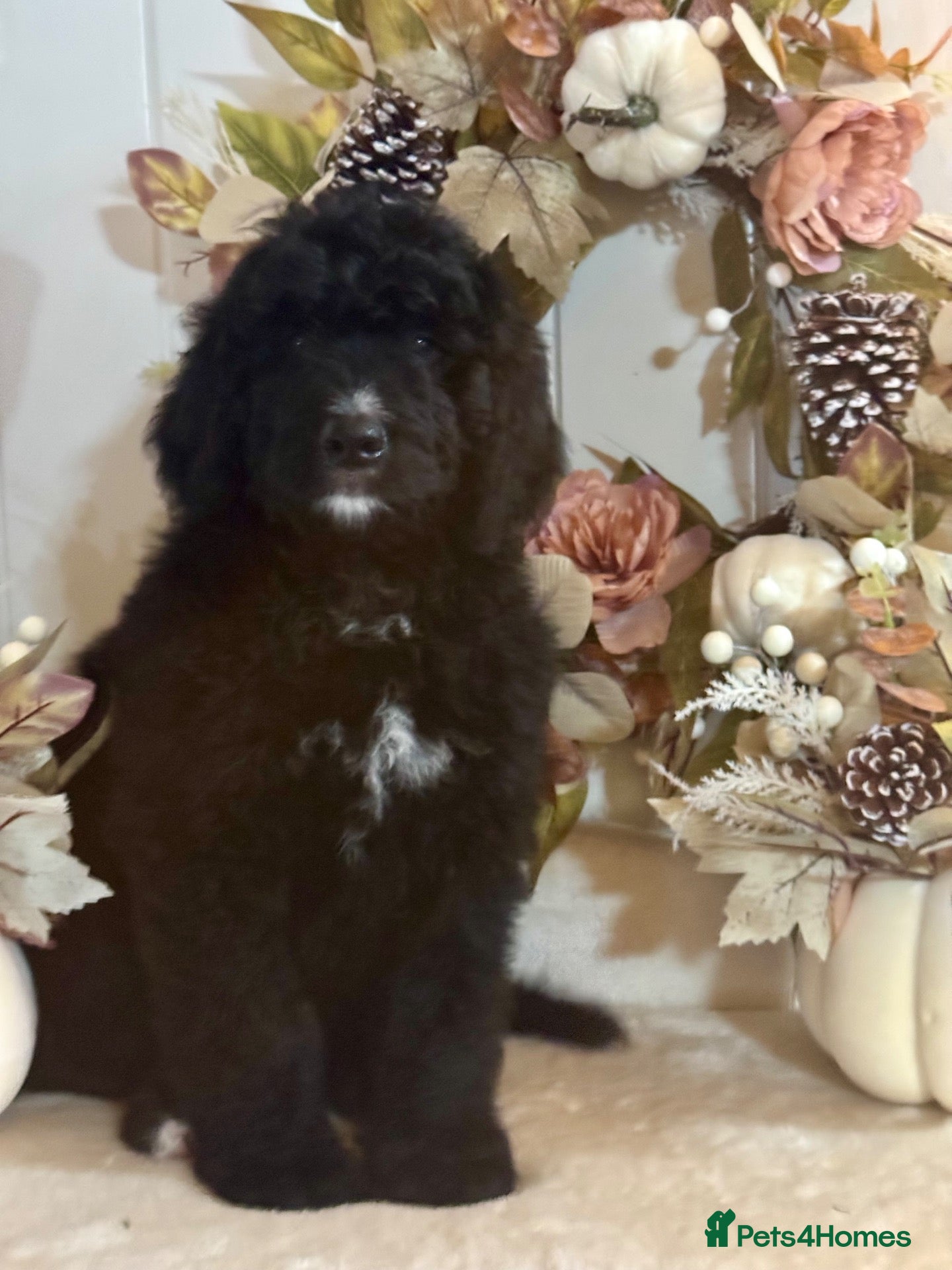 Bernedoodle dogs Boy available medium size bernedoodle puppies  - Advert 11
