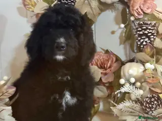 Bernedoodle dogs Boy available medium size bernedoodle puppies - Advert 11