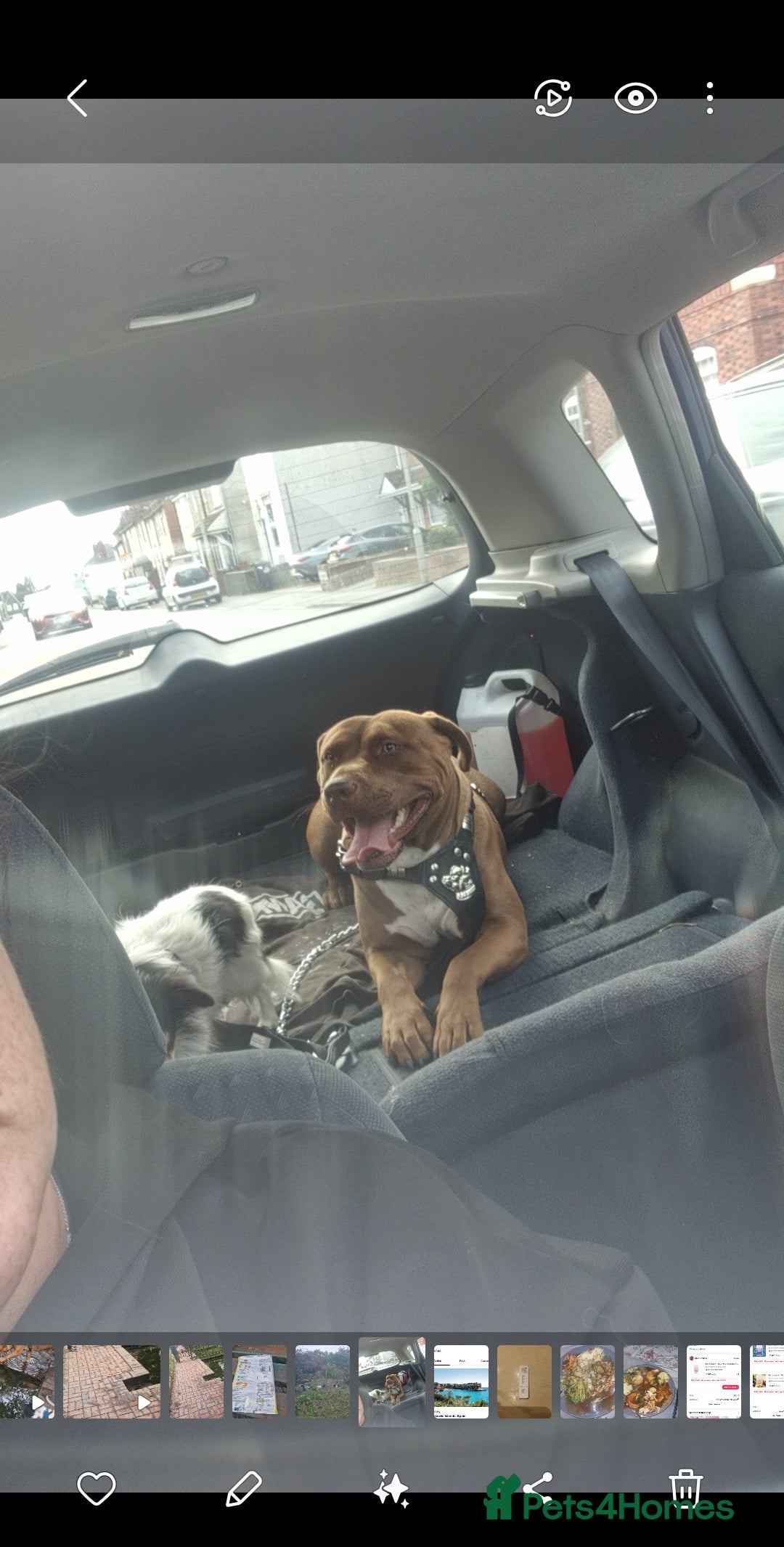 Mixed Breed livestock for sale: Roxy  - Image 2