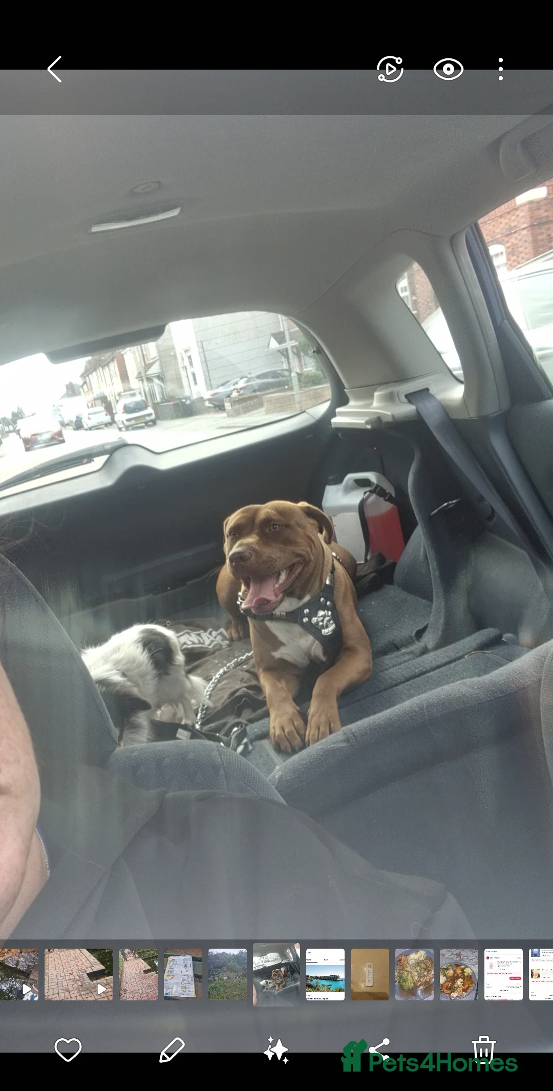 Mixed Breed livestock for sale: Roxy  - Advert 2