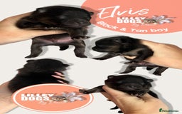 Pomeranian dogs for sale: Quality Pomeranian puppies - Advert 3