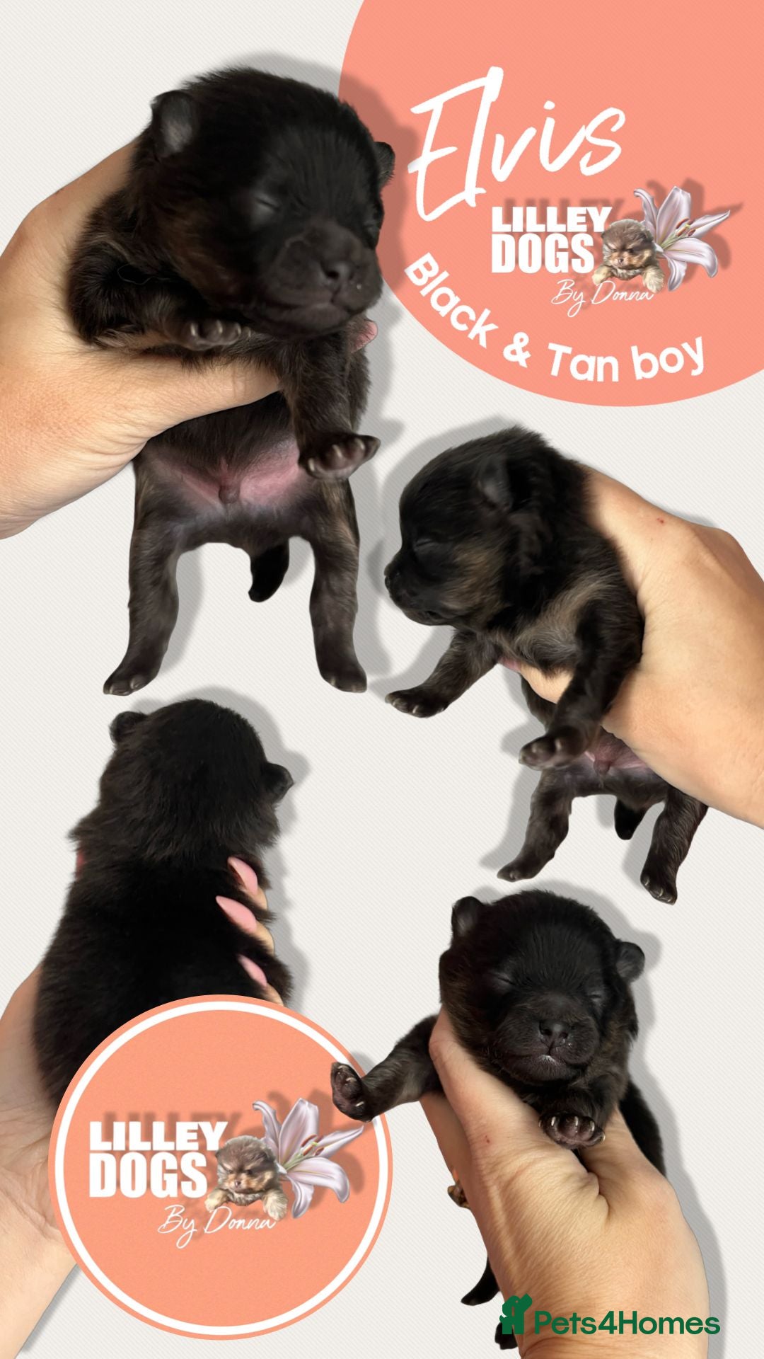 Pomeranian dogs for sale: Quality Pomeranian puppies - Advert 3