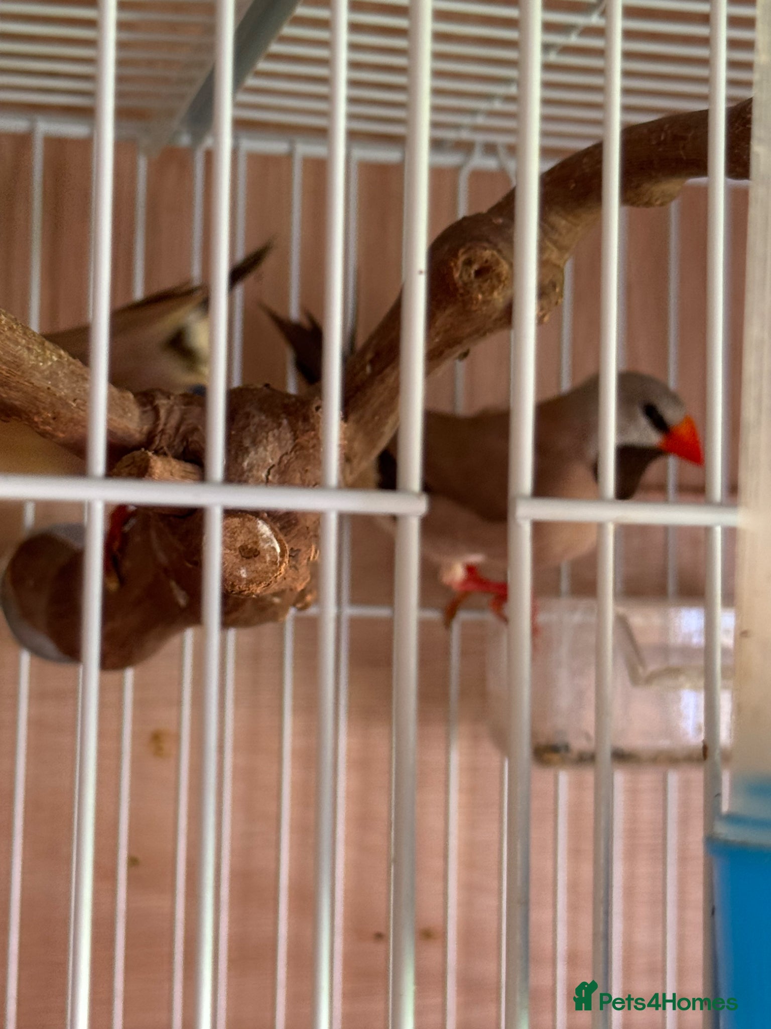 Finches birds Lovely pair heck’s long tail grass finch  - Advert 1