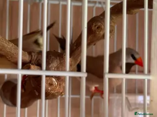 Finches birds Lovely pair heck’s long tail grass finch - Advert 9