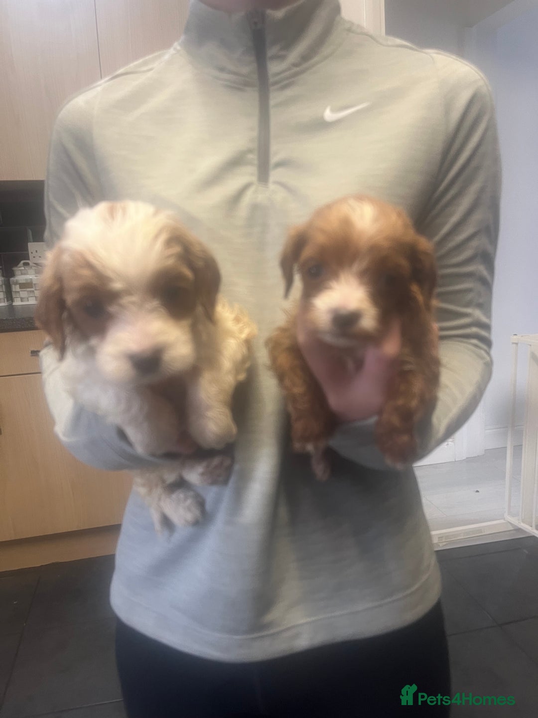 Cavapoo dogs for sale: Beautiful litter cavapoos - Advert 5