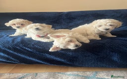 Bichon Frise dogs for sale: 4 adorable bichon puppy’s  - Image 13