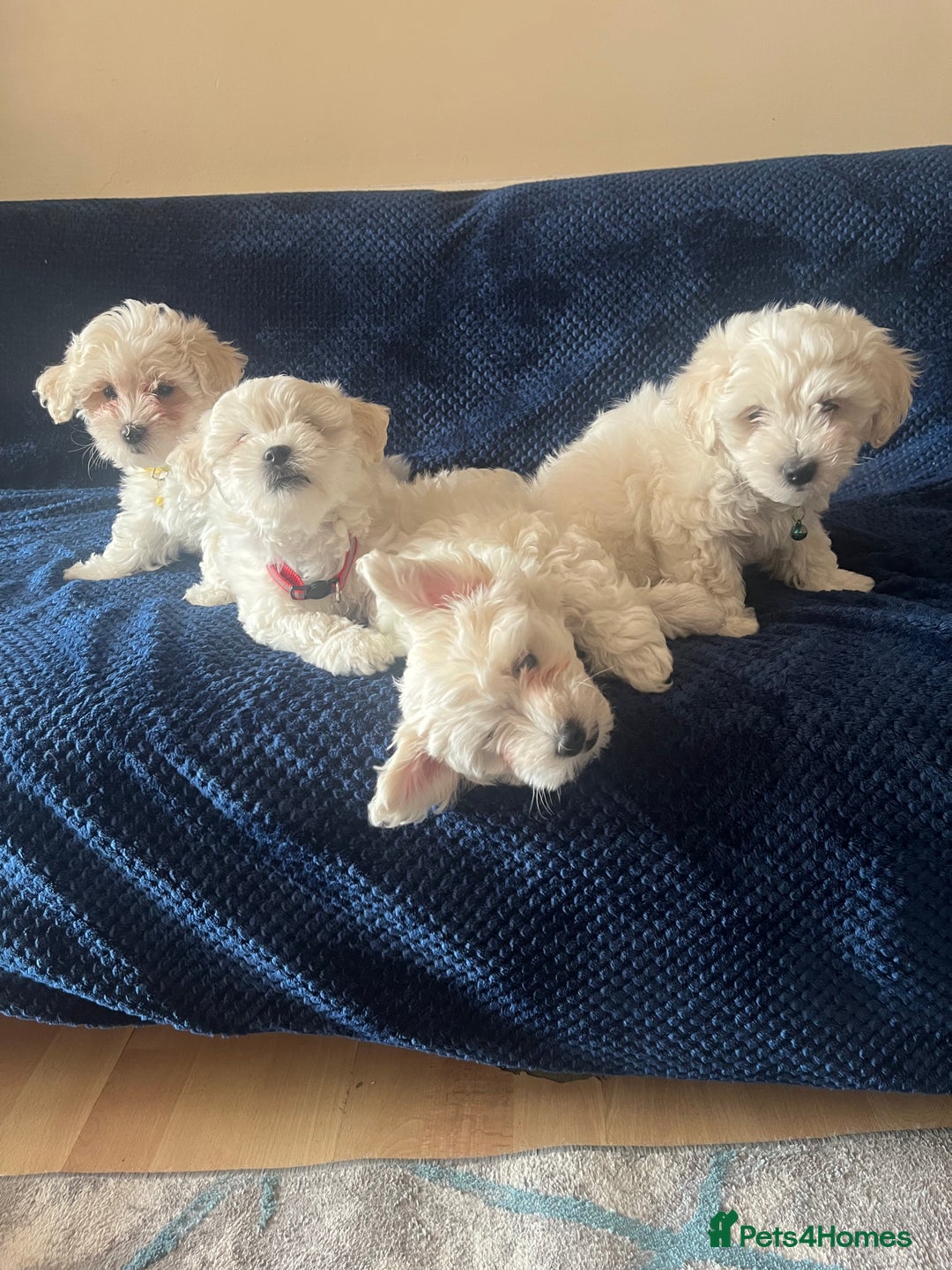 Bichon Frise dogs for sale: 4 adorable bichon puppy’s  - Image 13