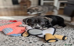 Mixed Breed dogs for sale: Two beautiful Staffy x Husky puppies  - Image 33