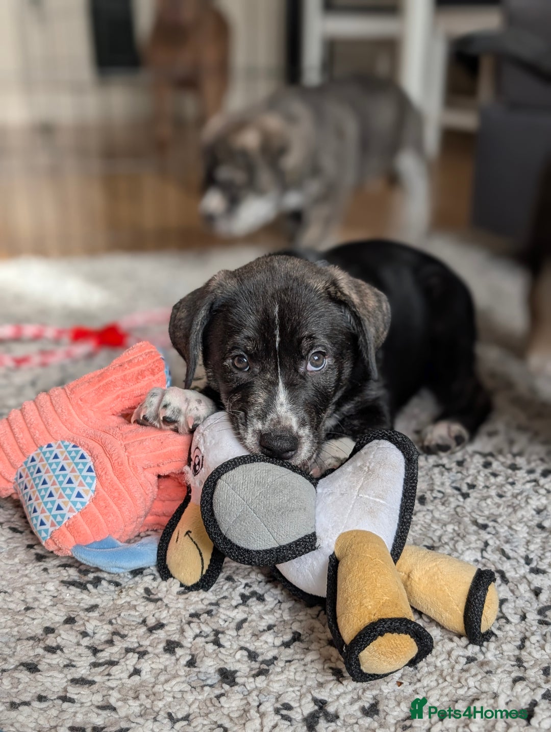 Mixed Breed dogs for sale: Two beautiful Staffy x Husky puppies  - Image 33