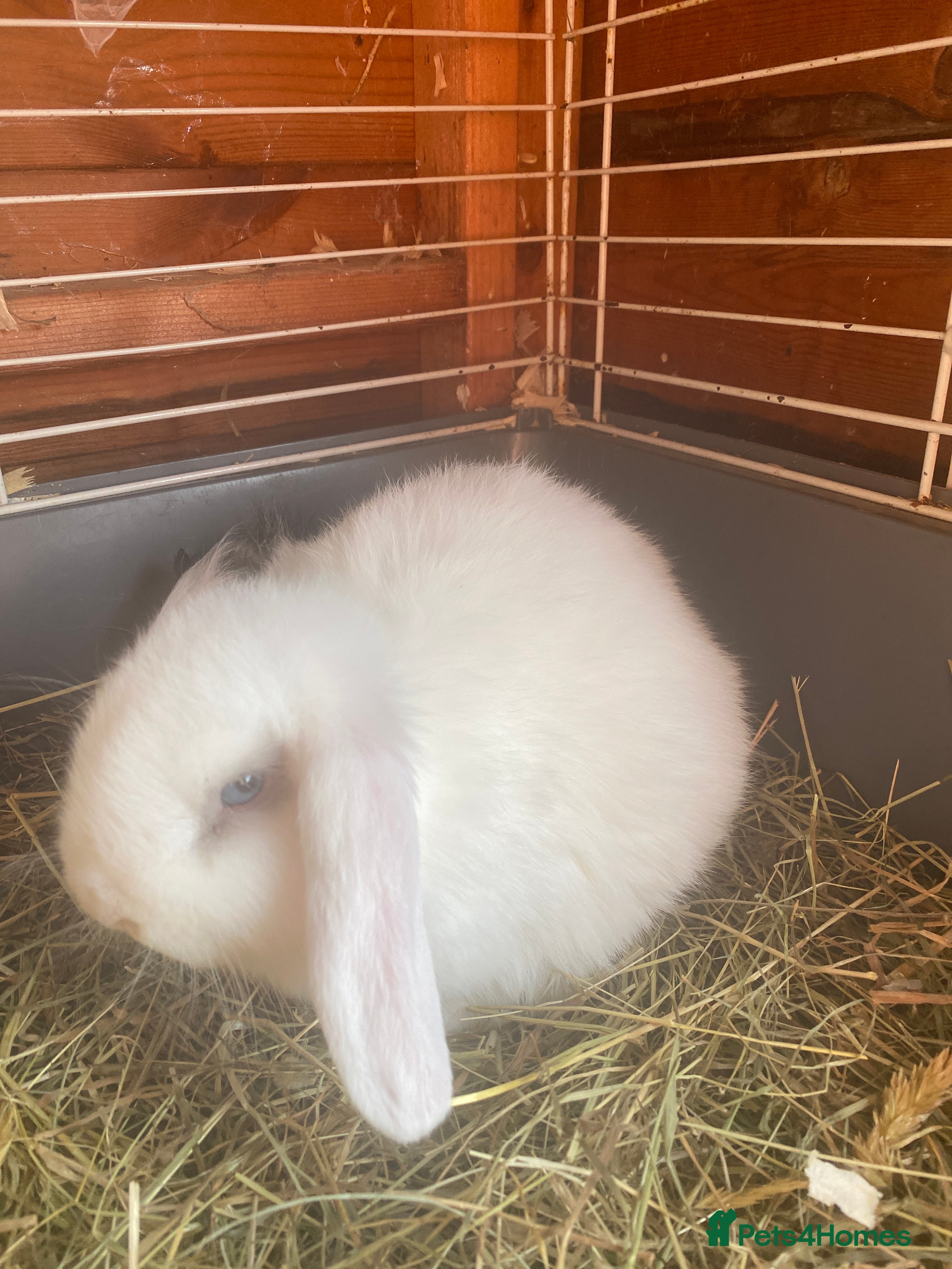 Mini Lop rabbits Baby boy  - Advert 1