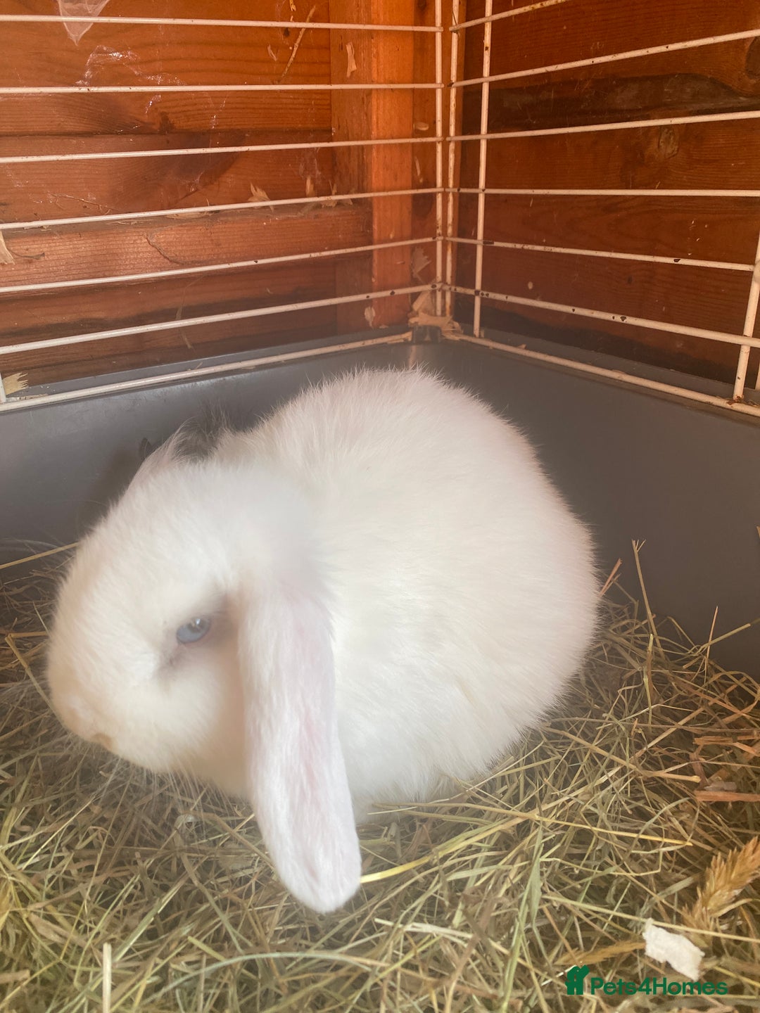 Mini Lop rabbits for sale: Baby boy  - Advert 1