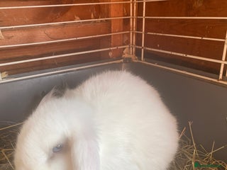 Mini Lop rabbits Baby boy - Advert 1