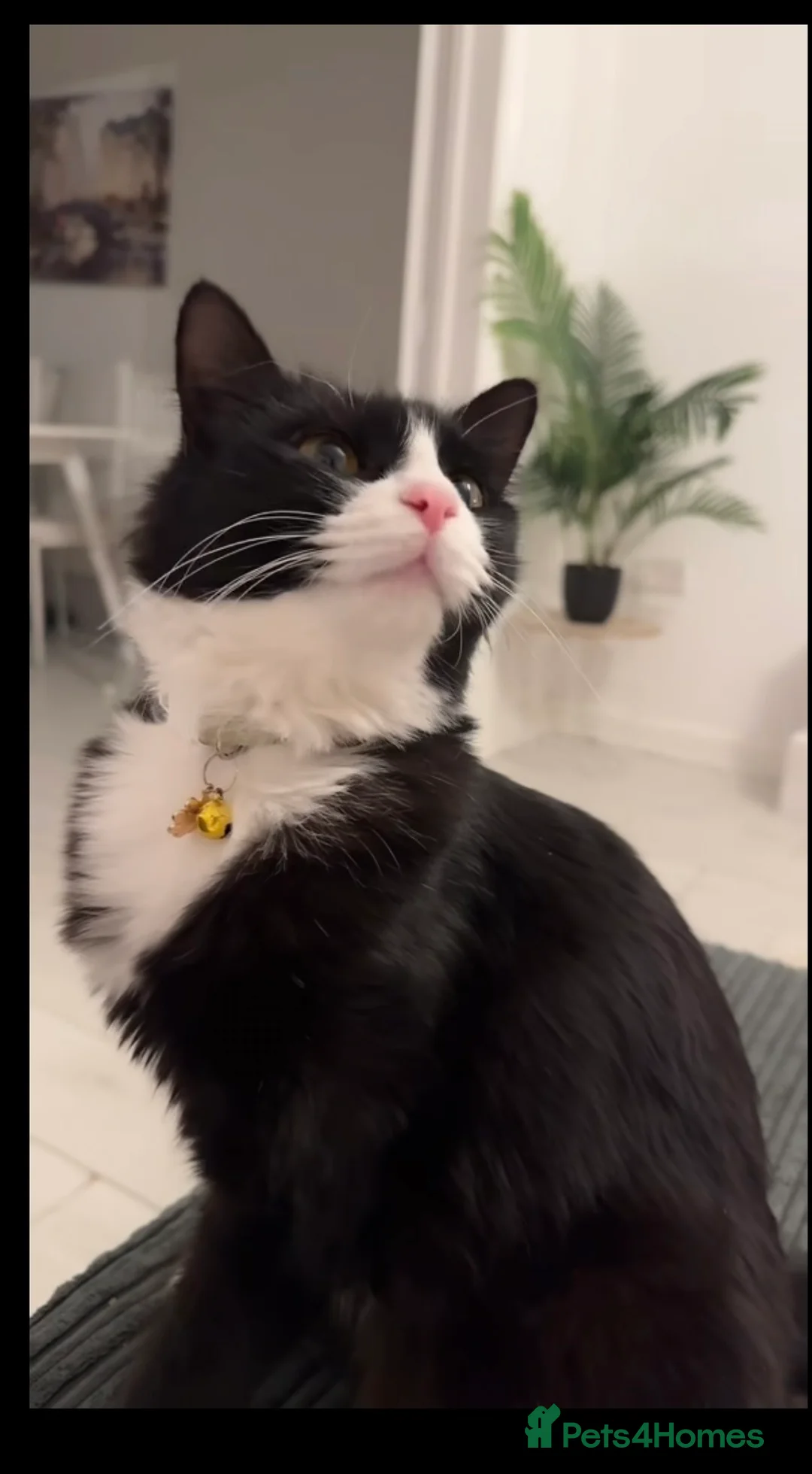 Mixed Breed cats for sale: Beautiful kittens ready for loving homes in Eastbourne - Advert 1