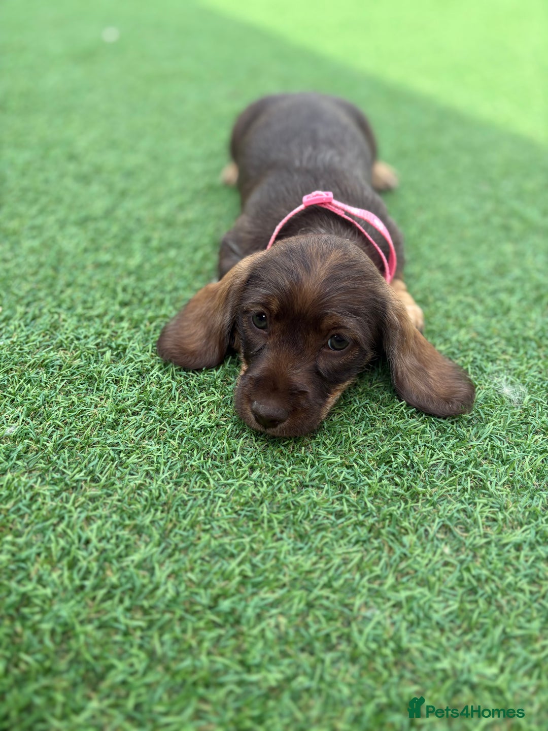 Miniature Dachshund dogs for sale: MINITURE DACHSHUNDS  - Image 4