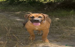 Boerboel dogs for sale: Elite Family-raised & trained Boerboel puppy - Image 4