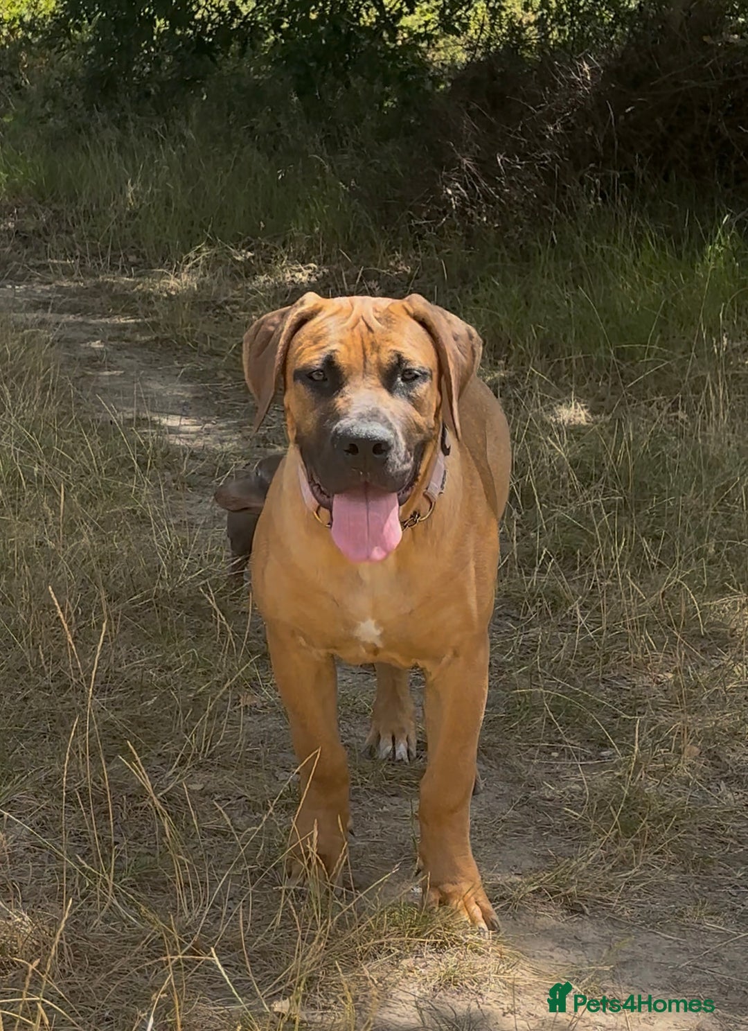 Boerboel dogs for sale: Elite Family-raised & trained Boerboel puppy - Image 4